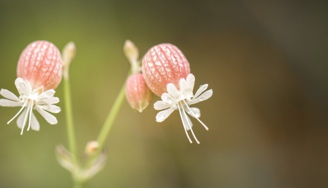 Paperi's garden | Progettazione, realizzazione e manutenzione giardini | Milano