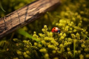 Paperi's garden | Progettazione, realizzazione e manutenzione giardini | Milano