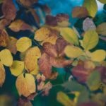 Paperi's garden | Progettazione, realizzazione e manutenzione giardini | Milano